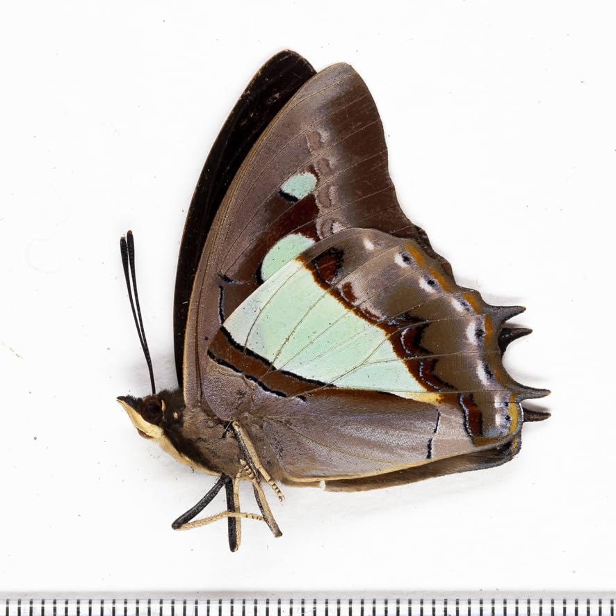 Amazon.co.jp: 未展翅昆虫標本No.06 アタマスフタオチョウ標本定形外